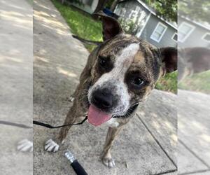 American Staffordshire Terrier Dogs for adoption in San Antonio, TX, USA