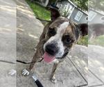 Small American Staffordshire Terrier