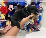 Small Photo #21 Rottweiler Puppy For Sale in FORT WORTH, TX, USA