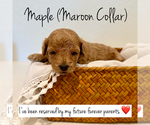 Puppy Maple Poodle (Toy)