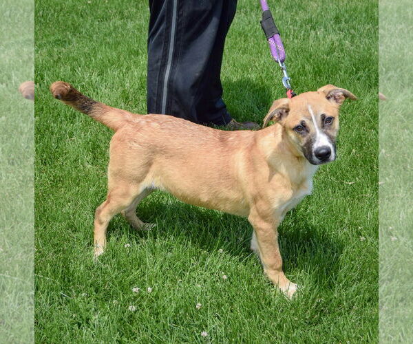 Medium Photo #2 Borador Puppy For Sale in Huntley, IL, USA
