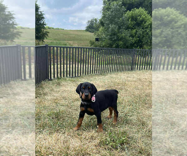 Medium Photo #2 Doberman Pinscher Puppy For Sale in WARSAW, IN, USA