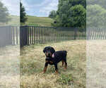 Small #1 Doberman Pinscher