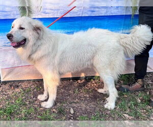 Finn - Male Great Pyrenees Dog for Adoption - Photo #6