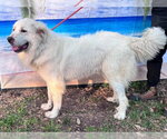 Small #5 Great Pyrenees