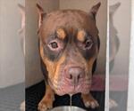 Small American Pit Bull Terrier Mix