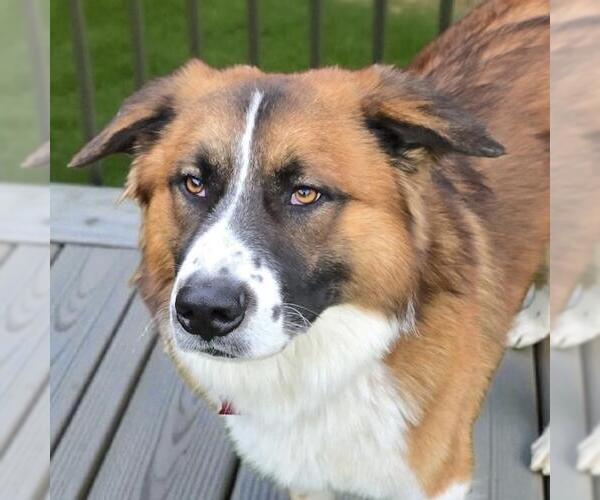 Medium Photo #4 Saint Bernard-Unknown Mix Puppy For Sale in San Diego, CA, USA