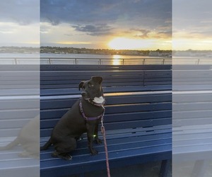 Labrador Retriever-Unknown Mix Dogs for adoption in Woodbury, NY, USA