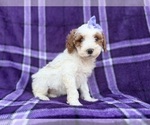 Small #3 Cavapoo (Miniature)