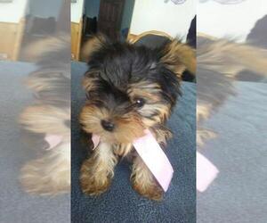 Shiranian Puppy for sale in GR, MI, USA