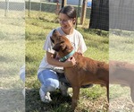 Small #2 Golden Retriever Mix