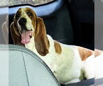 Small #2 Basset Hound