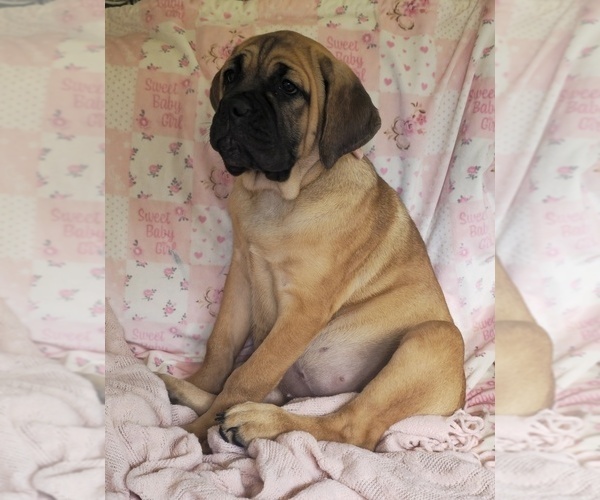 Medium Photo #5 Cane Corso Puppy For Sale in MINERAL WELLS, WV, USA
