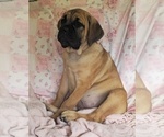 Abby - Female Cane Corso Puppy for Sale - Photo #5