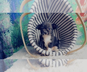 ShiChi Puppy for sale in KINSTON, NC, USA