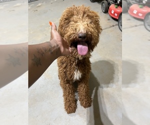 Goldendoodle (Miniature) Puppy for sale in ATLANTA, GA, USA