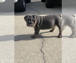 Small Photo #4 English Bulldog Puppy For Sale in ORLANDO, FL, USA