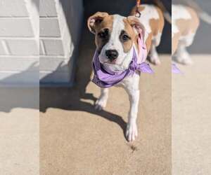 Mutt Dogs for adoption in Holly Springs, NC, USA