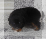 Small #3 Miniature Australian Shepherd
