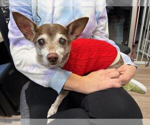 Chihuahua Dogs for adoption in Baytown, TX, USA