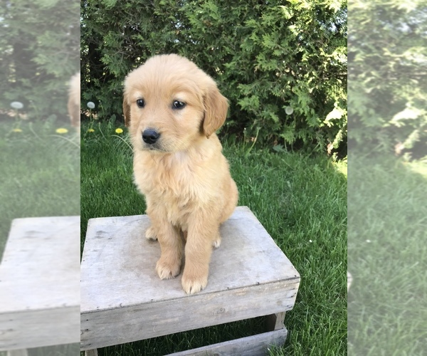 Medium Photo #3 Golden Retriever Puppy For Sale in GOSHEN, IN, USA
