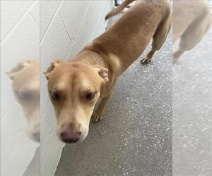 Labrador Retriever Dogs for adoption in Houston, TX, USA