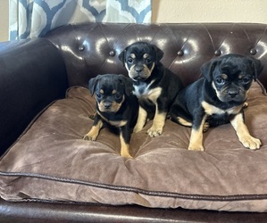 Carlin Pinscher Puppy for sale in COBB, WI, USA