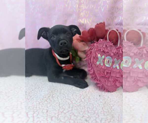 Medium Photo #2 Labrottie Puppy For Sale in Lakewood, CO, USA