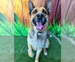 Small German Shepherd Dog