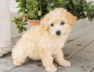 Small Photo #3 Poodle (Miniature) Puppy For Sale in JERSEY CITY, NJ, USA