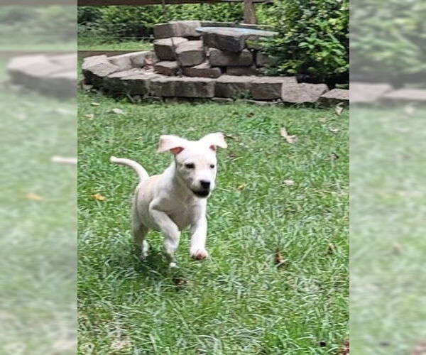 Medium Photo #3 Mutt Puppy For Sale in Mooresville, NC, USA