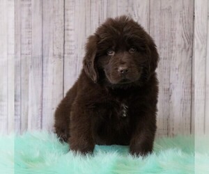 Newfoundland Puppy for sale in FREDERICKSBG, OH, USA