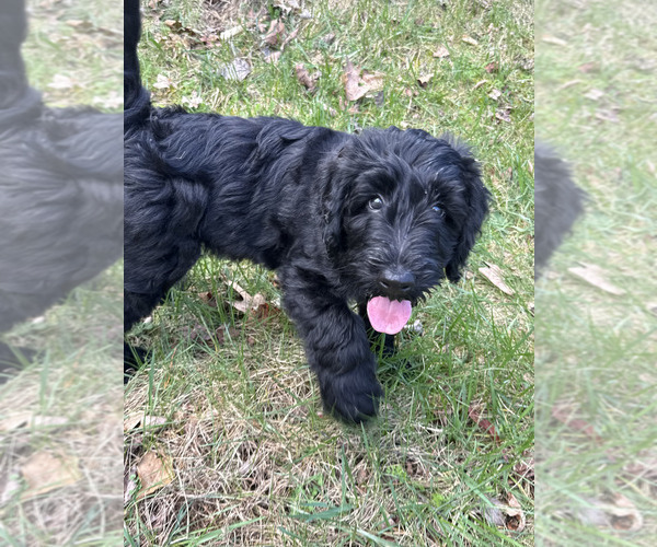 Medium Photo #10 Schnoodle (Giant) Puppy For Sale in SEVIERVILLE, TN, USA