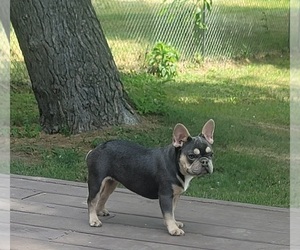 French Bulldog Puppy for sale in INDIANAPOLIS, IN, USA