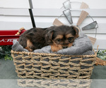 Small YorkiePoo
