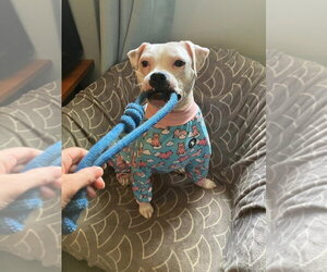Happy - Female Mutt Dog for Adoption - Photo #4
