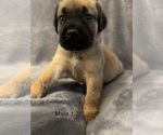 Small Photo #5 Boerboel Puppy For Sale in SUGAR LAND, TX, USA