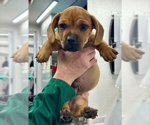 French Bulldog-Unknown Mix Dogs for adoption in San Bernardino, CA, USA