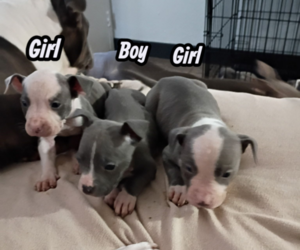 Medium American Pit Bull Terrier