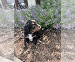 Small Photo #7 Bernedoodle Puppy For Sale in MARTINSVILLE, IN, USA