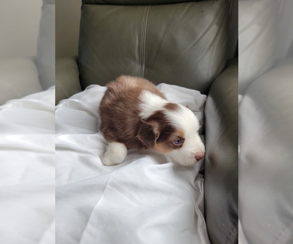 Medium Photo #6 Miniature American Shepherd Puppy For Sale in WILLIAMSBURG, CO, USA