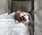 Small #5 Miniature American Shepherd