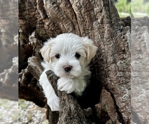 YorkiePoo Puppy for Sale in CASSVILLE, Missouri USA