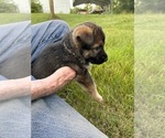 Small Photo #17 German Shepherd Dog Puppy For Sale in SENECA, SC, USA