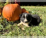 Puppy BlackWhite4 Border Collie