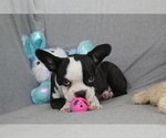 Small #3 Boston Terrier