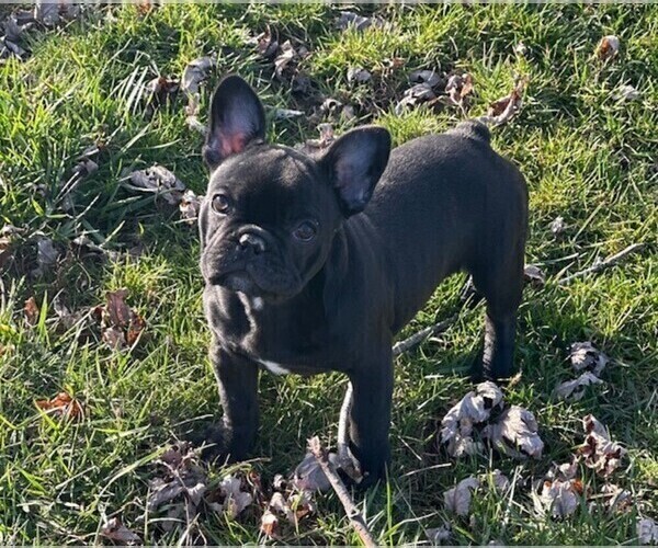 Medium Photo #1 French Bulldog Puppy For Sale in WEST CHESTER, OH, USA