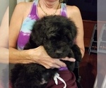 Small Photo #5 Bouvier Des Flandres-Poodle (Standard) Mix Puppy For Sale in LAKELAND, FL, USA