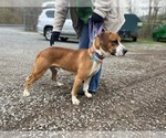 Small Mutt