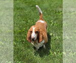 Small #3 Basset Hound
